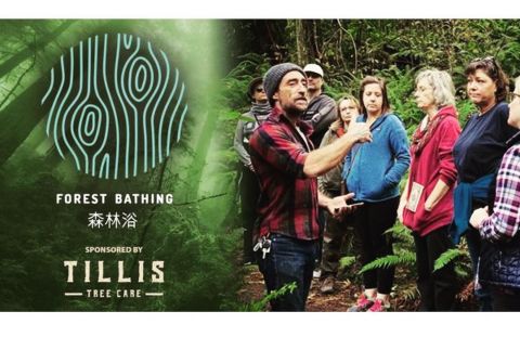 Image depicting the Service Forest Bathing