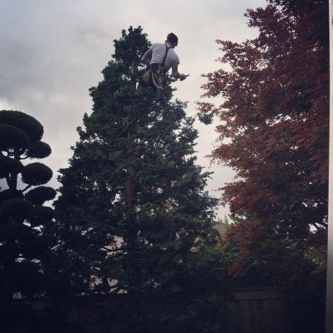 Image depicting the Service Tree Pruning