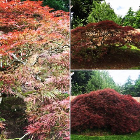 Image depicting the Service Personal Tree and Shrub Pruning